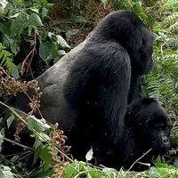 Bwindi Impenetrable National Park by Dennis Nicklaus