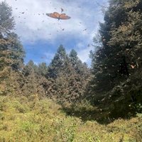 Monarch Butterfly Biosphere Reserve by Michael Novins