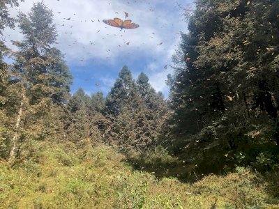 Monarch Butterfly Biosphere Reserve by Michael Novins