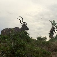 iSimangaliso Wetland Park by Traveling Girl