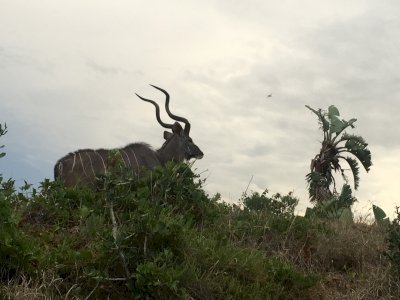 iSimangaliso Wetland Park by Traveling Girl