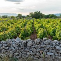 Stari Grad Plain by Michael Turtle