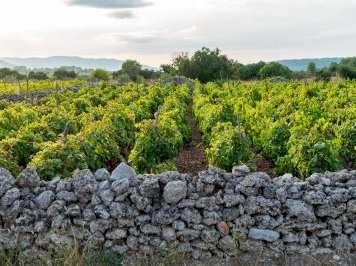 Stari Grad Plain by Michael Turtle
