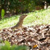 Singapore Botanic Gardens  by Nan