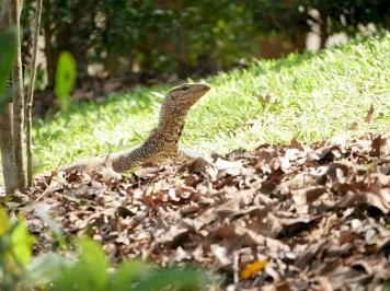 Singapore Botanic Gardens by Nan