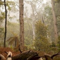Greater Blue Mountains by Nan