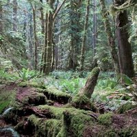 Olympic National Park by Jay T