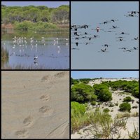 Donana National Park by Clyde