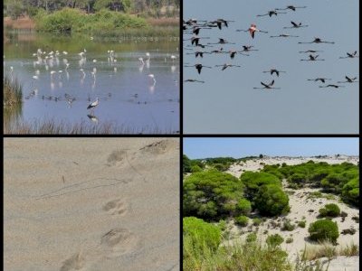 Donana National Park by Clyde