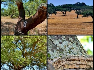 Montado, Cultural Landscape by Clyde