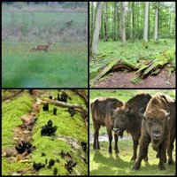 Białowieża Forest by Clyde