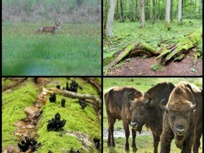 Białowieża Forest by Clyde