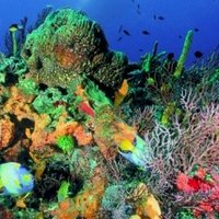 Sistema Arrefical del Caribe Cubano by Zoë Sheng