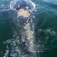 Whale Sanctuary of El Vizcaino by Traveling Girl