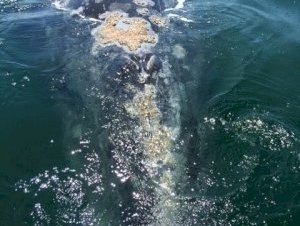 Whale Sanctuary of El Vizcaino by Traveling Girl