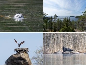 The Ringed Seal Archipelagos of Lake Saimaa by Juha Sjoeblom