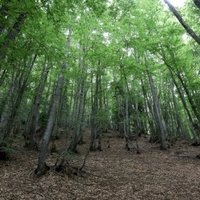 Primeval Beech Forests by Christravelblog