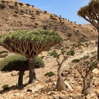 Socotra Archipelago by Michael Novins