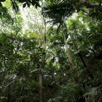 Tobago Main Ridge Forest Reserve by Christravelblog