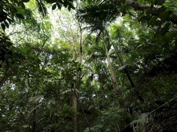 Tobago Main Ridge Forest Reserve by Christravelblog