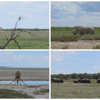 Etosha Pan by Zoë Sheng