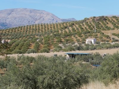 The Olive Grove Landscapes of Andalusia by nan