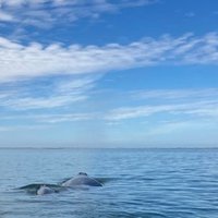 Whale Sanctuary of El Vizcaino by Els Slots