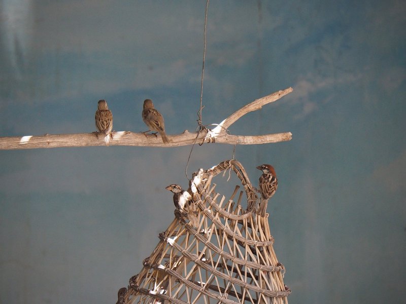 Guellala museum: unstuffed sparrows laugh at an unusued fish trap
