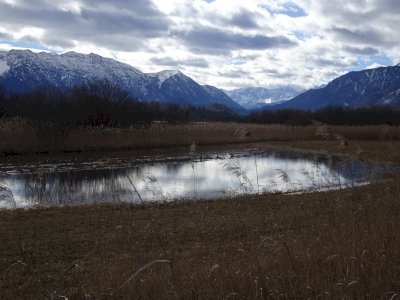 Alpine and pre-alpine meadow and marsh landscapes by Ralf Regele