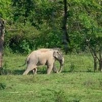 Kaeng Krachan Forest by Bernard Joseph Esposo Guerrero
