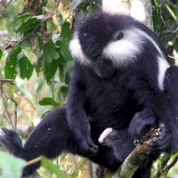 Nyungwe National Park by Solivagant