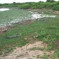 Pantanal by Els Slots