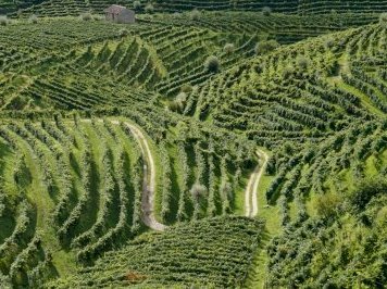 The Prosecco Hills by Hubert