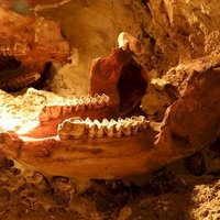 Australian Fossil Mammal Sites by Els Slots