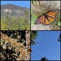 Monarch Butterfly Biosphere Reserve by Clyde