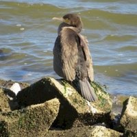 Wadden Sea by Els Slots