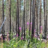 Laponian Area by Els Slots