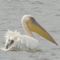 Danube Delta by Els Slots