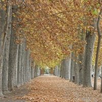 Aranjuez by Els Slots