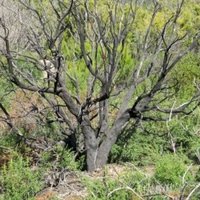 Garajonay by Els Slots