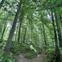 Primeval Beech Forests by Caspar Dechmann