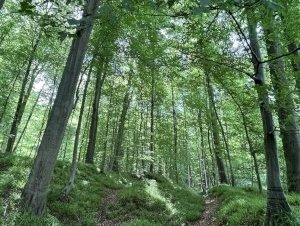 Primeval Beech Forests by Caspar Dechmann