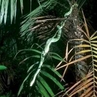 Central Amazon Conservation Complex by Zoë Sheng