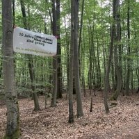 Primeval Beech Forests by Adrian Turtschi