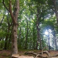 Primeval Beech Forests by Tsunami