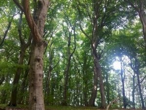 Primeval Beech Forests by Tsunami