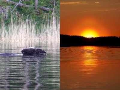 The Ringed Seal Archipelagos of Lake Saimaa by Hubert