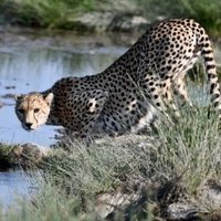 Serengeti by Svein Elias