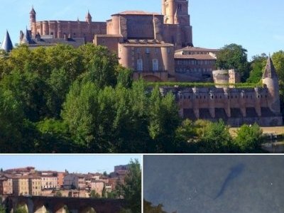 Albi by Tsunami