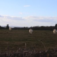 Le Charolais-Brionnais by Jakob Frenzel